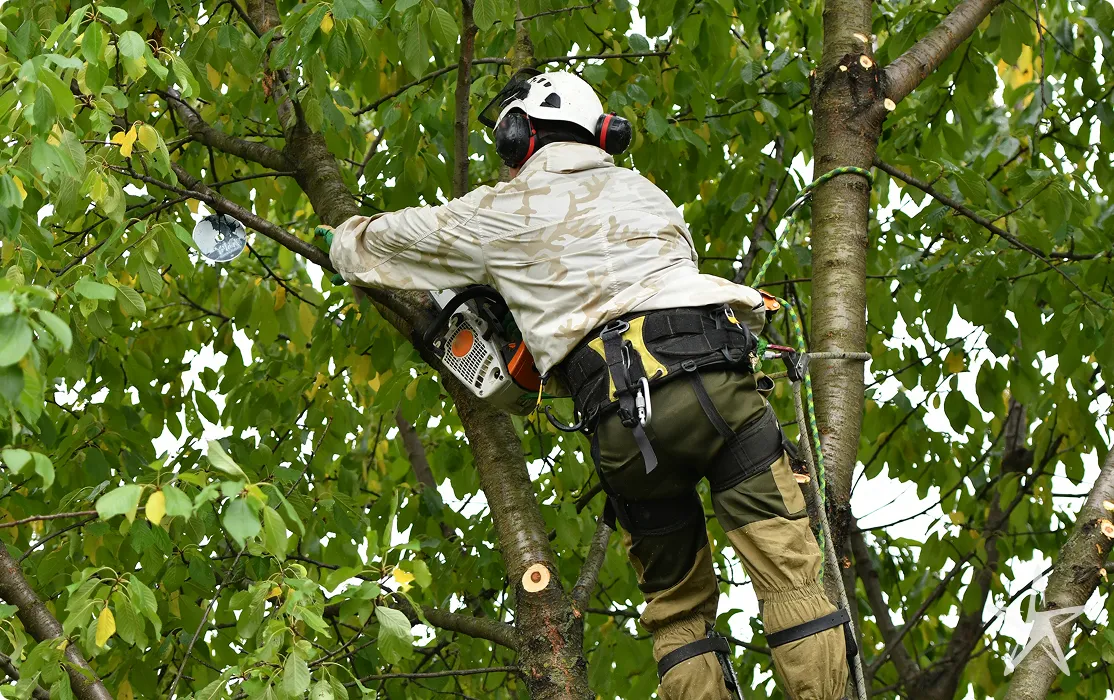 Affordable Tree Care