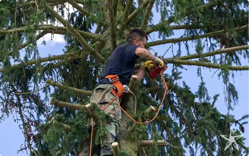 Affordable Tree Care